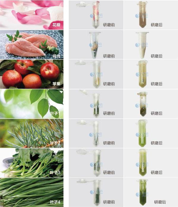 快速组织细胞破碎仪研磨前后效果图